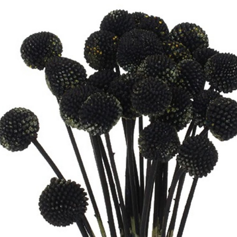 Meet your Posher, Tarlee